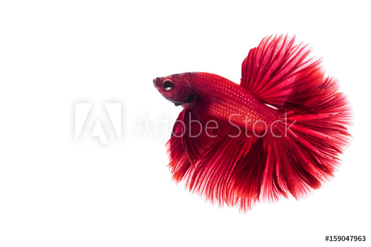 Image de Red Siamese fighting fish Betta on isolated white background